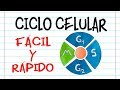 Cell Cycle Concepts and Phases