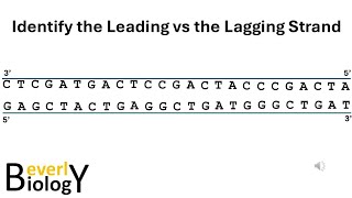 Leading vs Lagging strands (Practice) - DNA Replication