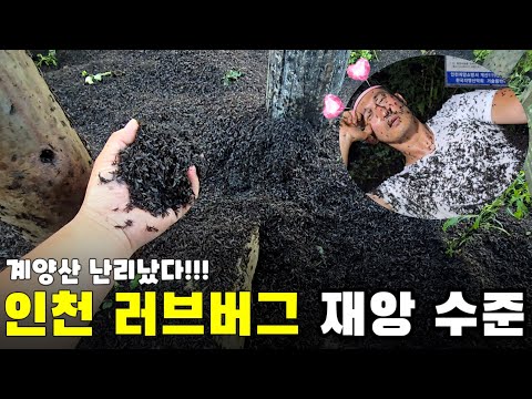 러브버그 재앙 수준입니다 인천 계양산 난리났네요