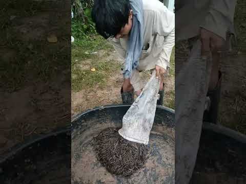 เอาไปใส่เบ็ดเบิ่งเด้เนาะ #fishing #ยศภิญโญ #funny #allah #carpfishing