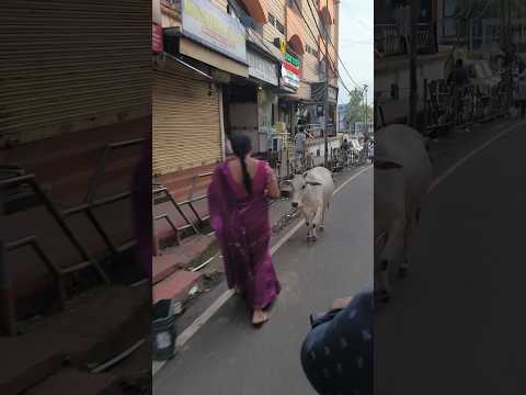 লালি কে খুঁজতে এসে অনেক গোমাতা দেখলাম #cow#shorts#youtubeshorts#Hello Andaman