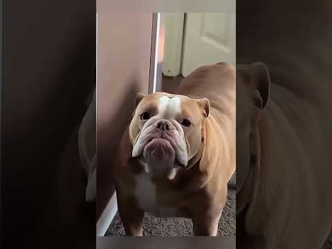 😂 Smart & Adorable Dogs That Will Make You Smile 🐶✨ #Shorts #entertaininganimals #funny #dogs  #pets
