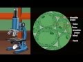 Neurons and Muscle Tissue Concepts