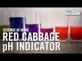 Red Cabbage pH Indicator Experiment