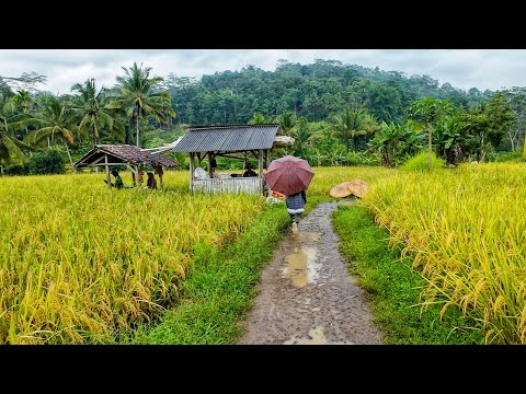 LUAR BIASA !! KAMPUNG TERPENCIL YANG SUPER INDAH PEMANDANGAN ALAM DESA | SUASANA PEDESAAN JAWA BARAT