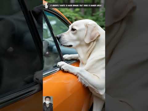 The beauty finally realized that the Labrador Retriever had saved her life