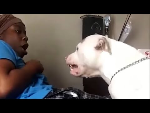 PITBULL ATTACKS OWNER - EXPLAINED