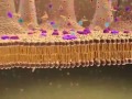 Exploring Membrane Transport and Intestinal Absorption