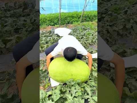 Amazing big watermelon in the world!