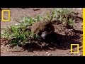 Dung Beetles: Ecology and Importance