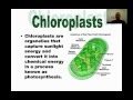 Exploring Cell Organelles and Their Functions