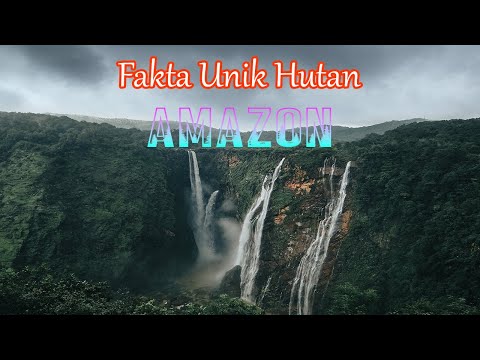 Fakta Unik Hutan Amazon | Fakta Unik Dan Menarik