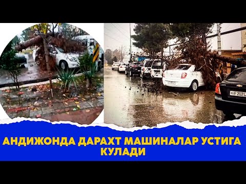 Андижонда дарахт машиналар устига кулади