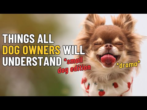 Things All Small Dog Owners Will Understand