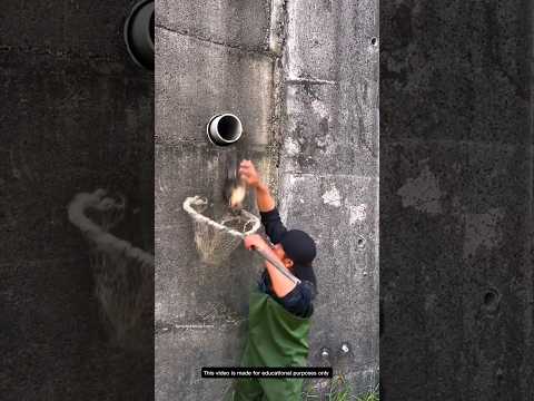 Man Se A Unknown Animal In Pipe. #shorts