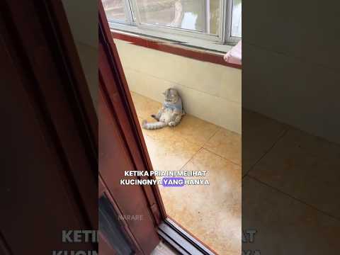 Kucing yang duduk di lorong | Cat Funny