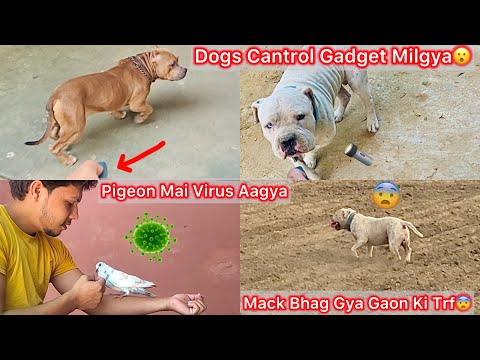 Aggressive Dogs Ko Cantrol Krna Vala Gadget Milgya🔦💯% Real🤩|| Mack Gaon Ki Trf Bhag Gya 😰