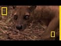 Fousa and Madagascar's Unique Ecosystem