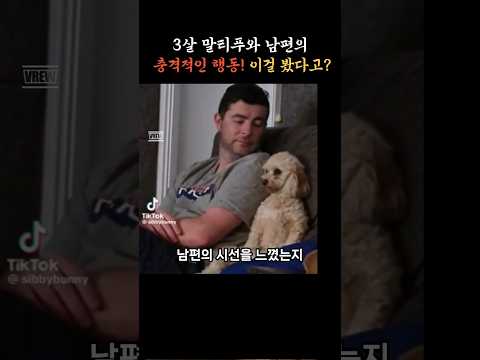 3살 말티푸와 살면 생기는 일 #shorts #말티푸