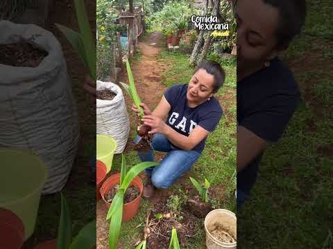 Las tenía algo abandonadas pero se van a poner bien chulas