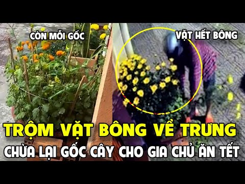 Kiếp nạn 30 tết, trộm VẶT BÔNG về TRƯNG chừa lại GỐC CÂY cho gia chủ ĂN TẾT | Tin 7 Ngày