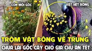 Kiếp nạn 30 tết, trộm VẶT BÔNG về TRƯNG chừa lại GỐC CÂY cho gia chủ ĂN TẾT | Tin 7 Ngày