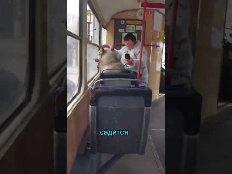 Засняли очень умную собаку.