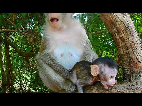 Cute Baby Animals Expert Shares Top Moments for Relaxation