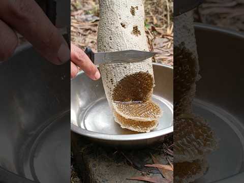 pure fresh honey #honey #shortvideo #nature
