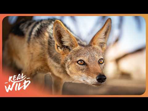 Surviving The Wild: Nature’s Toughest Baby Animals | 4K Wildlife Documentary