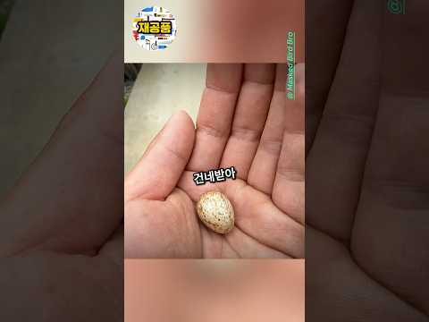 깨져 버려진것을 기적적으로 키우는 방법