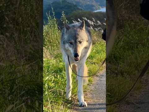겨울 준비하는 늑대개