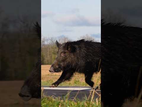 L'INCROYABLE SANGLIER DE NOTRE SAISON 2025 / ONE OF THE BEST BOARS OF THE SEASON #hunting  #chasse