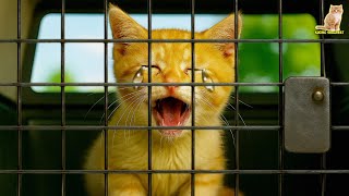 😭 Nggak Ada Yang Nolong, Kucing Malang Ditangkap Dan Dikurung 👮🚔