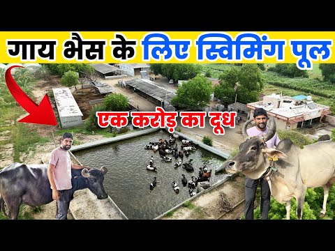 190 गाय भैंसों का फार्म | एक करोड़ का दूध हर साल | Buffalo farming