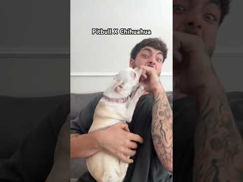 Pitbull VS Chihuahua who will win🤣🤣🤣