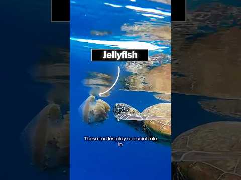 🐢Turtles are dying because of this