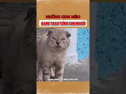 Lũ Mèo Đang Thao Túng Chúng Ta?