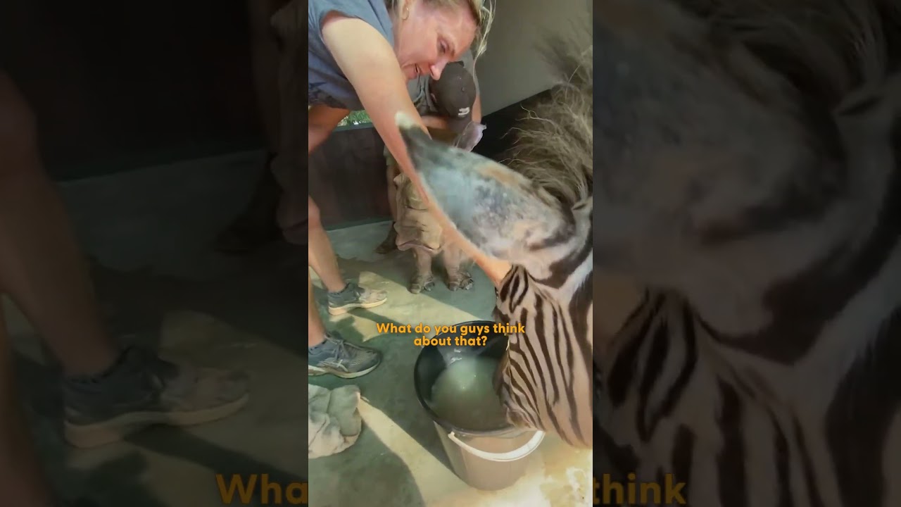 Baby Zebra Begs For Mud Baths With Her Rhino Sister - The Dodo