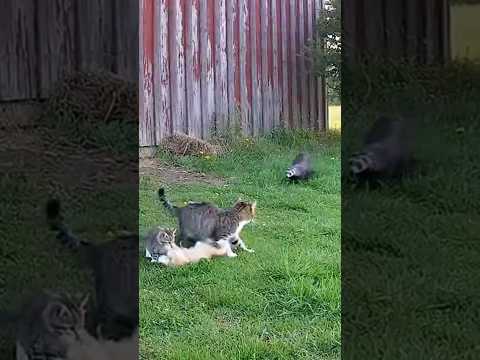 Animals Protect the Vulnerable — 3 Rescue Moments Caught on Camera 🐕🐈🦅🐇