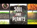 Soil Composition and Ecological Roles