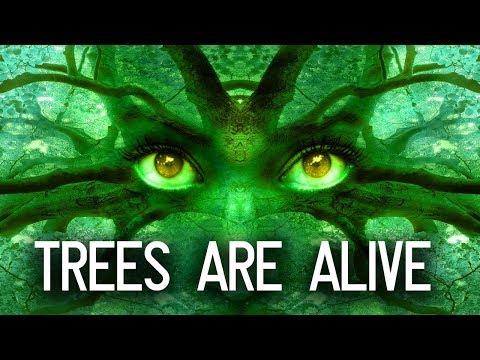 Download Video Are Trees Alive? Can Trees Talk? Download Video Are Trees Alive? Can Trees Talk?