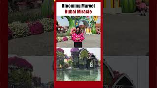 Blooming Marvel Dubai Miracle Garden    #dubailife #visitdubai #shortvideo