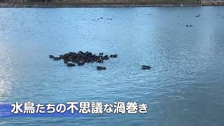 【G-R#05】They do "Kuru Kuru" because...｜水鳥たちの不思議な渦巻き(//Geoメン限 2023-01-28)