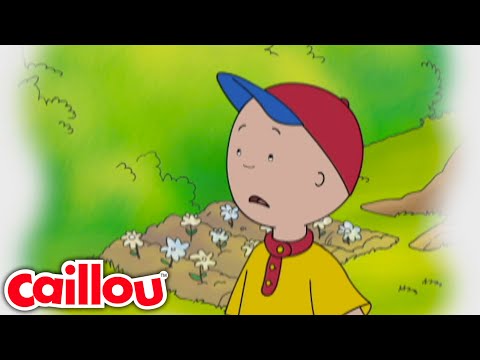 Iedereens beste | Caillou Nederlands - WildBrain | Leren voor kinderen