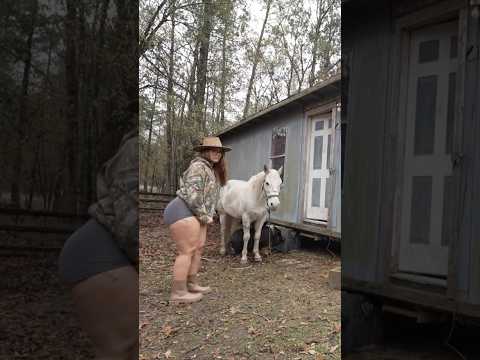 horse on the homestead