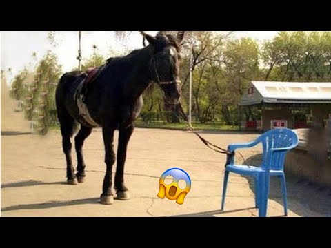 Best funniest horses of the week - Funny And Cute horses Video Compilation 2024 🐴#12