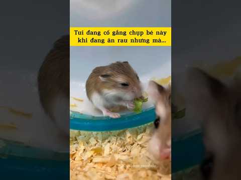 Tui đang cố gắng chụp bé này đang khi ăn rau mà nó lạ lắm các bạn ơi🤣🤣 #hamster #viralvideo #funny