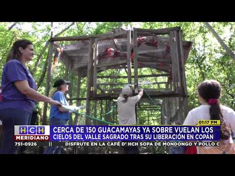Cerca de 150 guacamayas ya sobre vuelan los cielos del valle sagrado tras su liberación en Copán