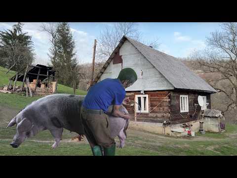 How a Man Helps a Pig Give Birth - Life in a Mountain Village Far From Civilization